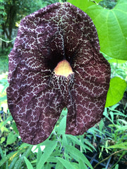 Aristolochia gigantea Dutchmans Pipevine Pint Plant Southern Flower Garden Southern Flower Garden